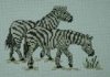 zebra2.jpg