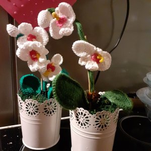 Orchideen-Parade