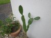 Kaktus (3).JPG