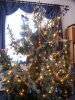 Weihnachtsbaum 2005.jpg