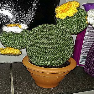 mein 1. Kaktus