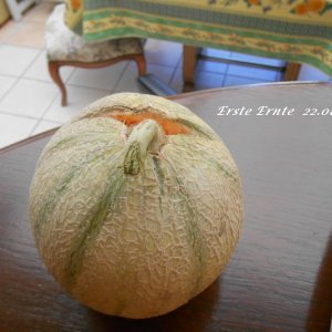 Melone 22.08.2020.JPG