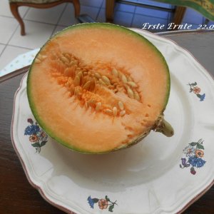 Melone 22.August 2020.JPG