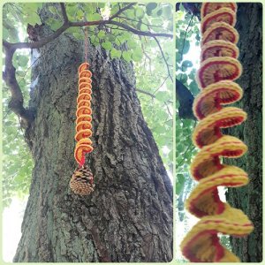 Windspirale für einen Baum im Wienerwald
