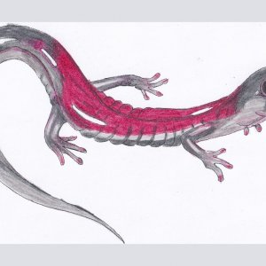 Yonahlossee-Salamander
