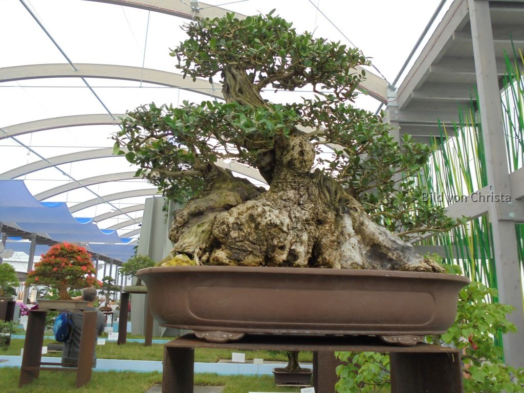 Bonsai Olivenbaum 100 Jahre