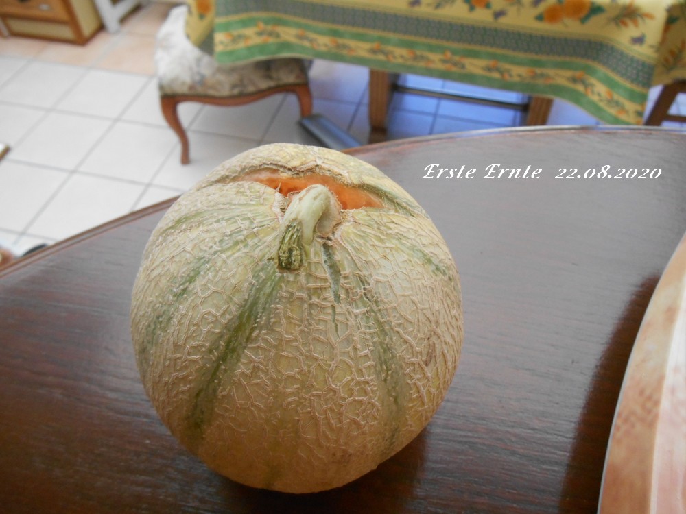 Melone 22.08.2020.JPG