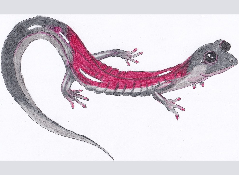 Yonahlossee-Salamander